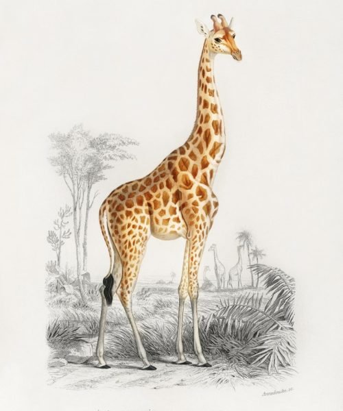 Giraffee